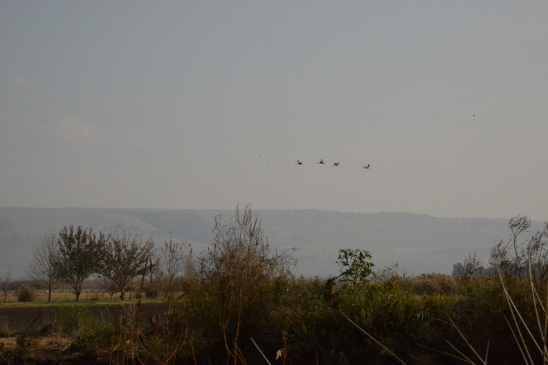 Cranes in flight.JPG